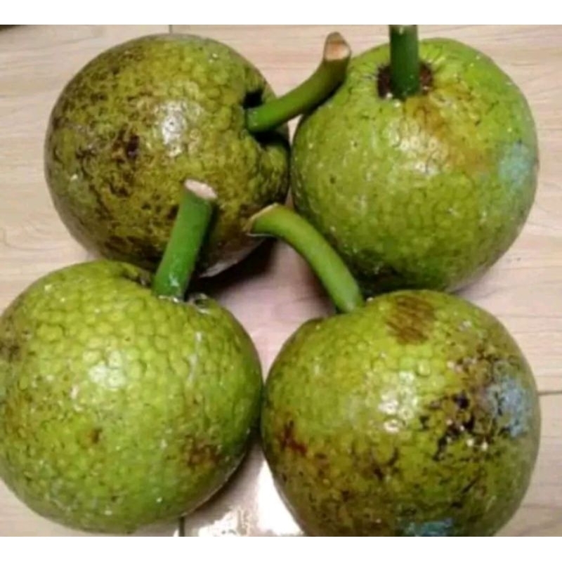 

BUAH SUKUN FRES LEGIT