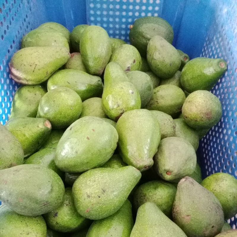 

Alpukat mentega