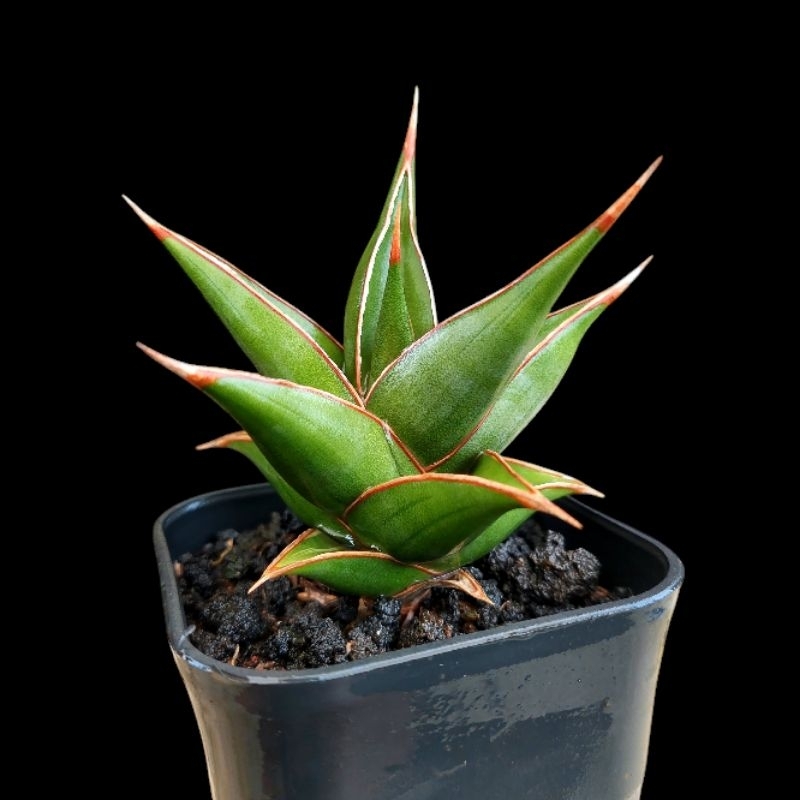 tanaman hias sanseviera PINGUICULA/PINGUI SUNEO VARIGATA (srit) sansevieria sansevera sanseviera sen