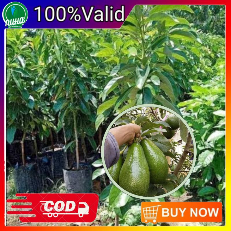 Bibit alpukat mentega jumbo tinggi 1 meteran bibit okulasi cepat berbuah