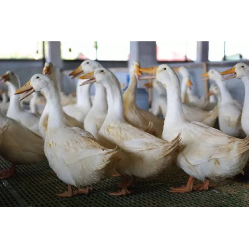 

TELUR TETAS BEBEK PEKING F1 INDUKAN JUMBO UNTUK DI TETASKAN