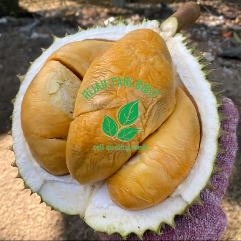 

Bibit Durian Duri Hitam / Oche Asli Okulasi Produk Sendiri