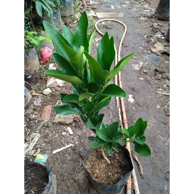 Bibit jeruk pamelo madu/Bali