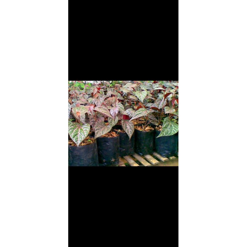 Bibit Daun Sirih Suruh Hijau dan Merah