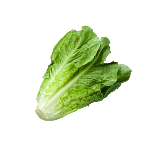 

ROMAINE LETTUCE/SELADA ROMAINE SEGAR 1KG