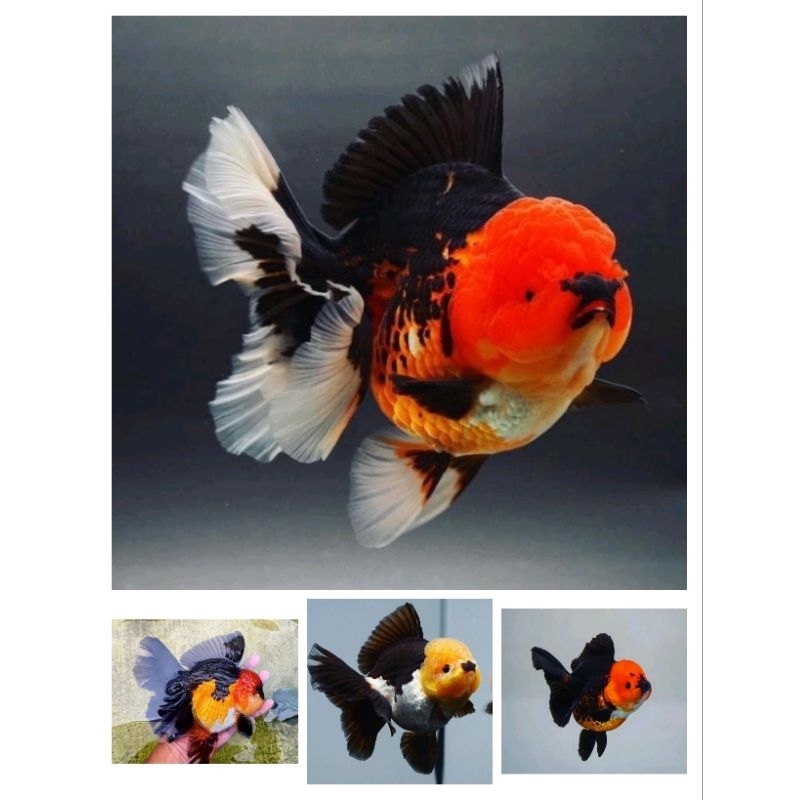 PAKET HEMAT KOKI PANDA TRICOLOR ROSTYALE