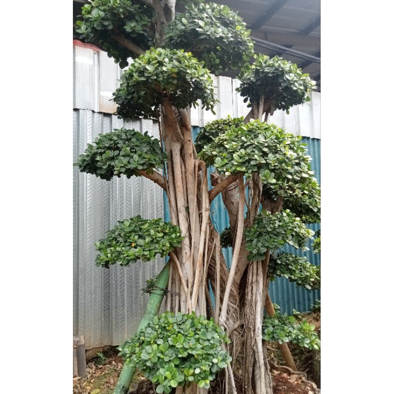 redyy pohon bonsai dolar super