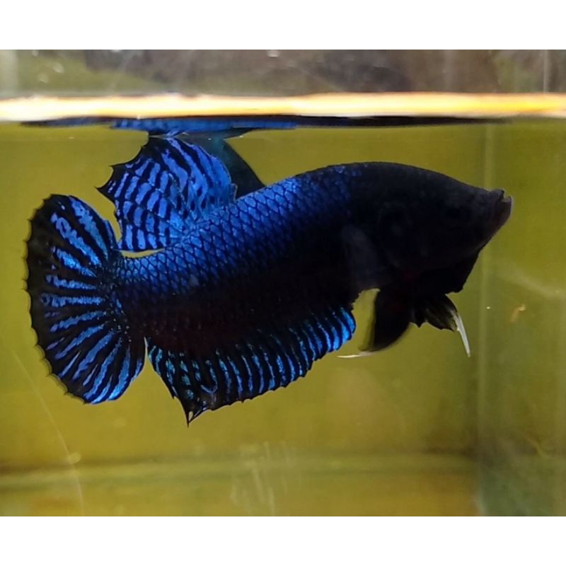 betta fighter/ikan cupang aduan/ipoh/sakai/mds