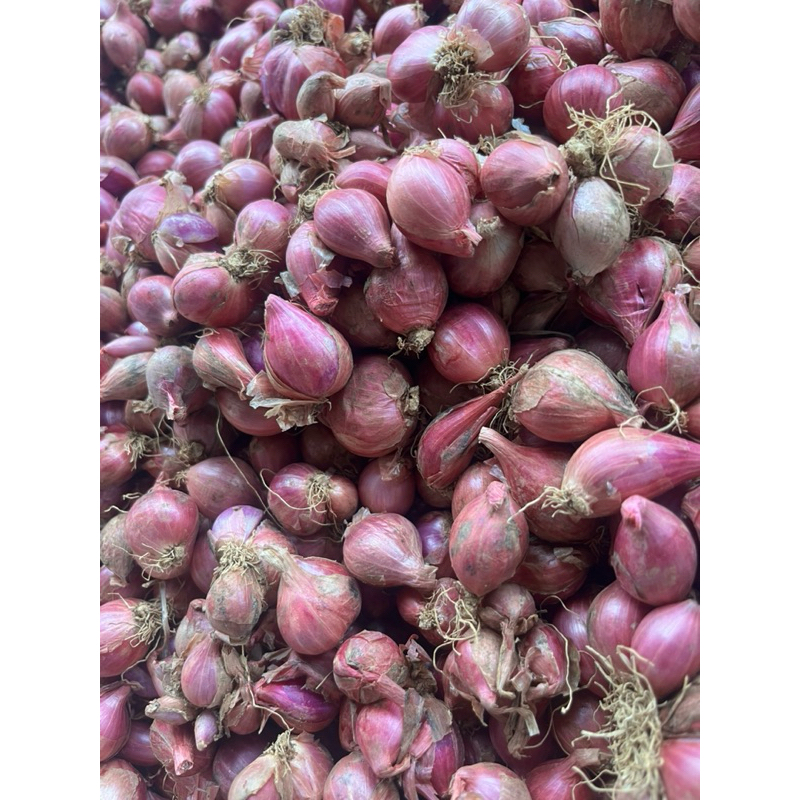 

Bawang Merah Jawa, Bali, Sumenep