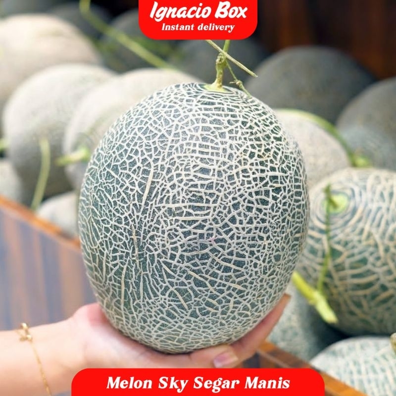 

Melon Sky Rocket Segar Manis 1.5-2kg | Melon Manis Segar IgnacioBox