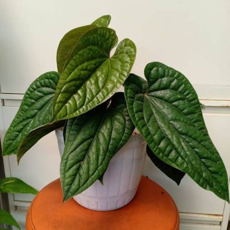 Tanaman hias anthurium jemani cobra/anthurium linet/anthurium sirih/anthurium sirih badak/anthurium 