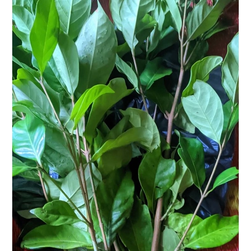 

daun salam segar 1kg