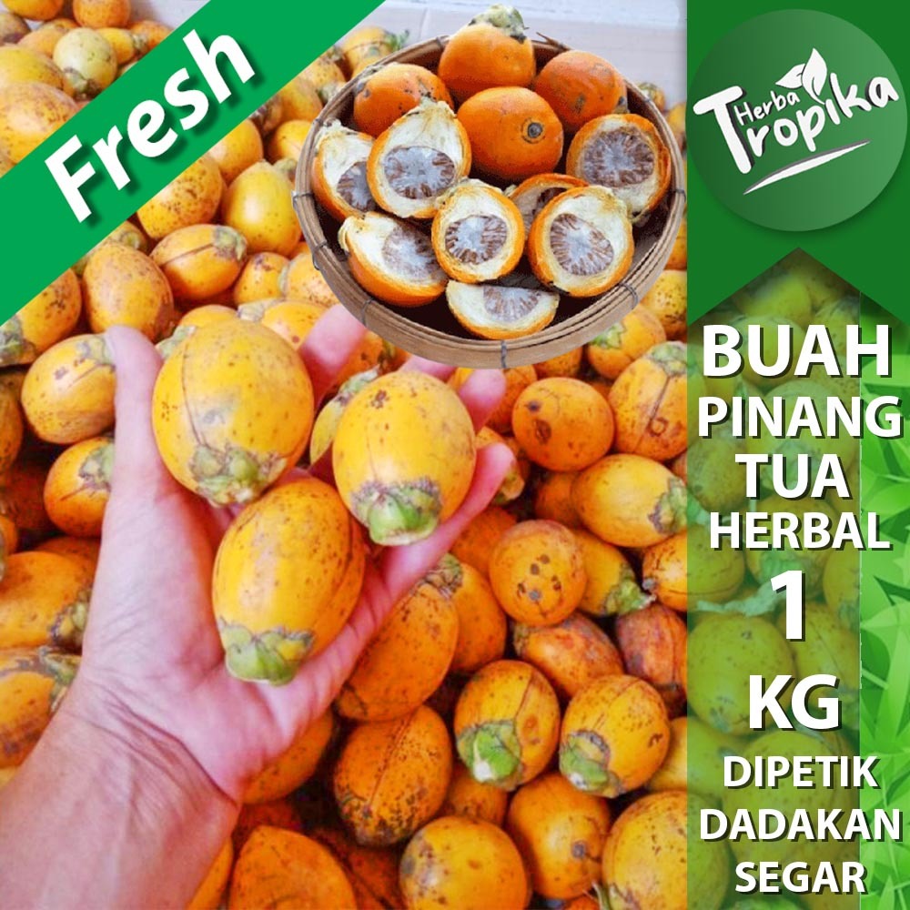 

Buah Pinang /Jambe Tua segar 1 kg rempah dan herbal alami toko herba tropika