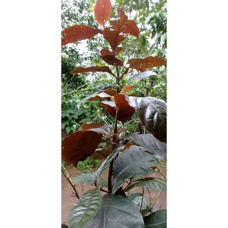 

Daun ungu segar/daun ungu obat wasir/daun ungu