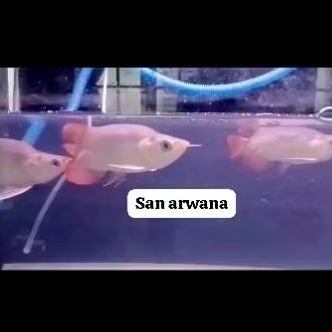 arwana sr king short body arowana spesial unik