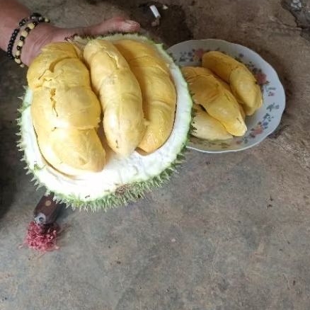 

durian kembang