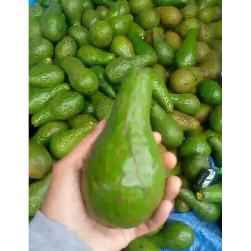 

Alpukat Mentega 1 Kg