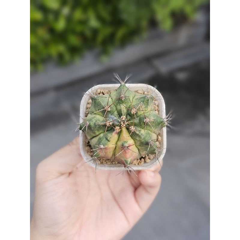 Kaktus gymno pink diamond