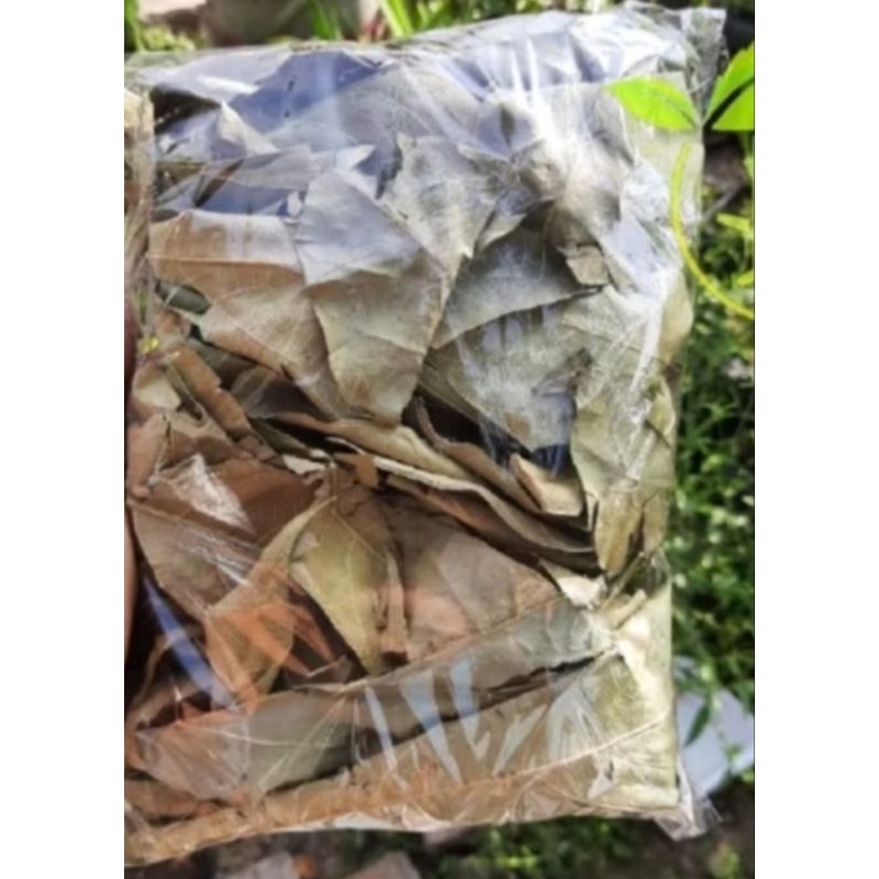 

daun sukun kering 100gram