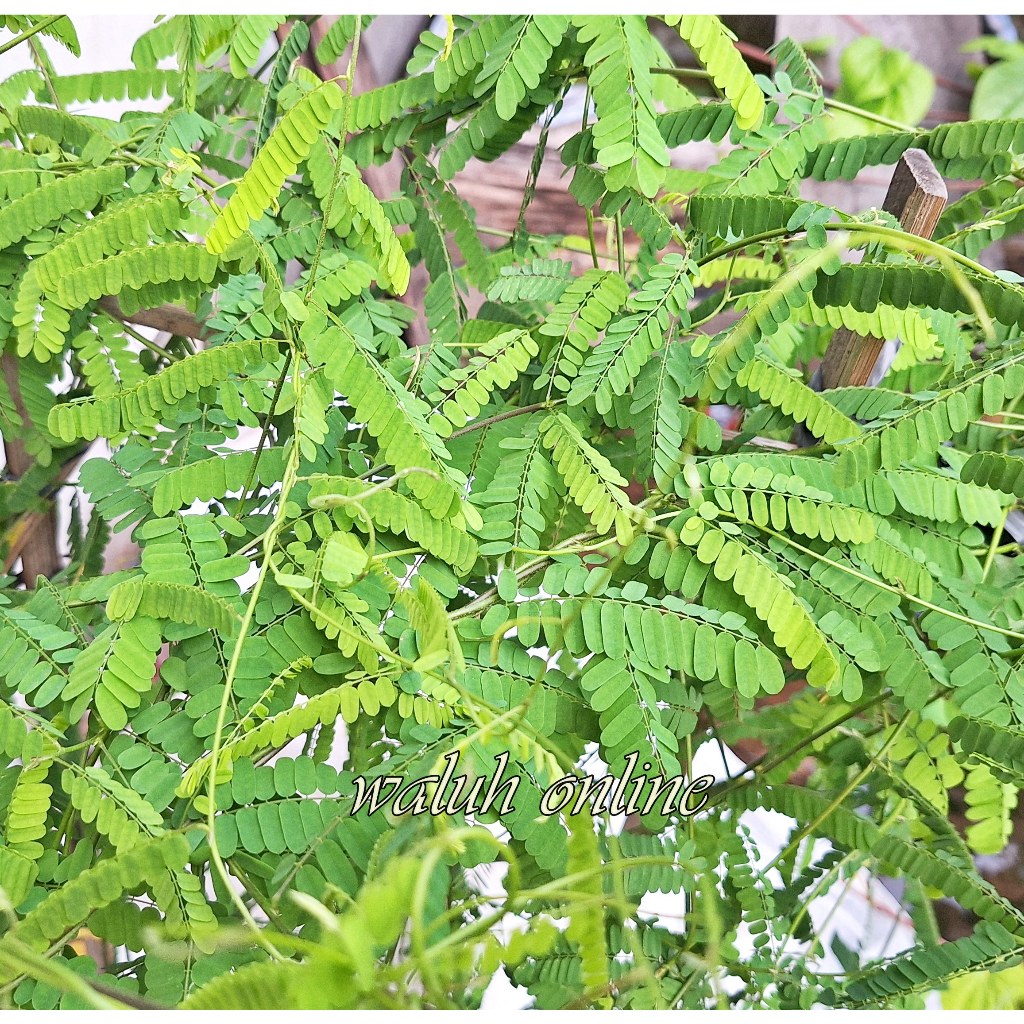

Daun Saga Segar Daun Herbal Organik 50 gram