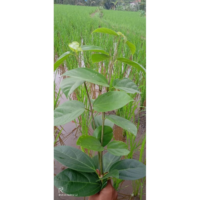 

daun cincau segar /1kg
