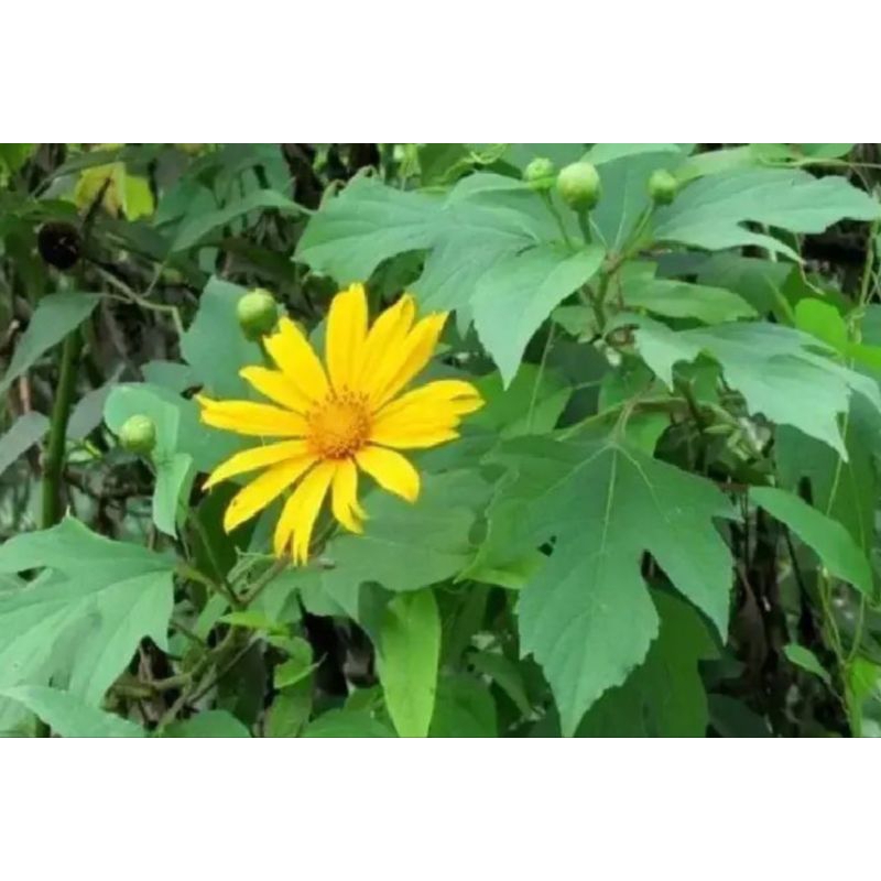 

Daun insulin 500 gram kipait segar termurah