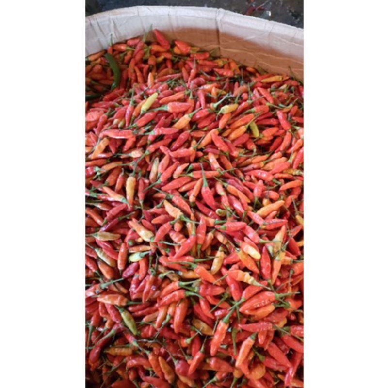 

Cabe Rawit Domba segar langsung petik di kebun