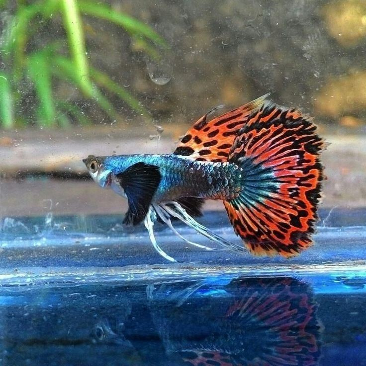 Jual guppy prembe/platinum red mozaik big ear