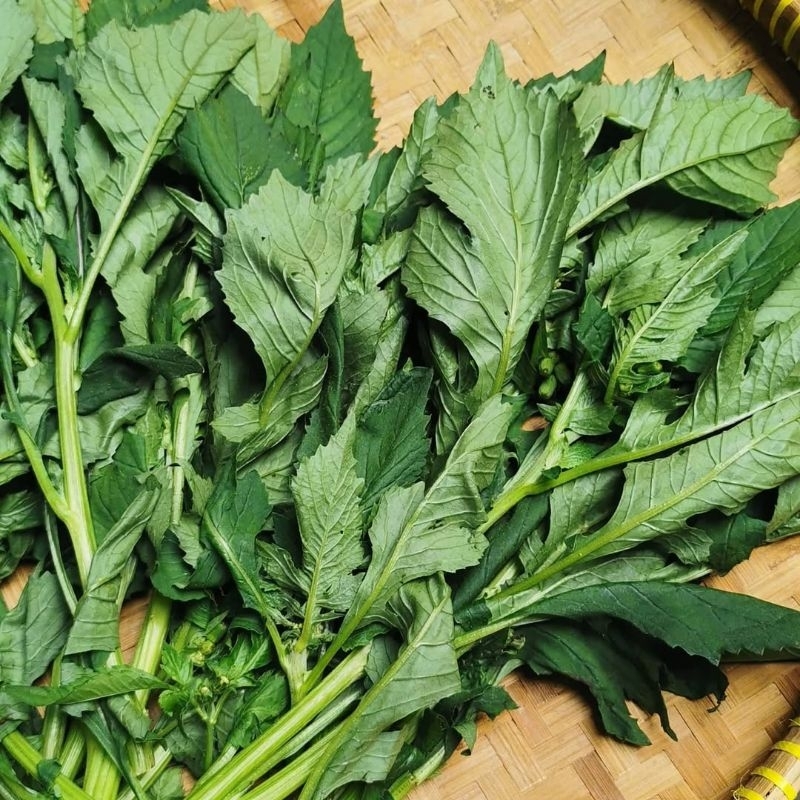 

Daun Sintrong Segar Fresh 1 ikat