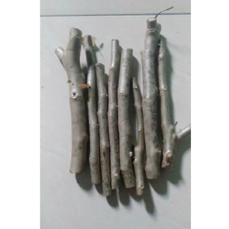 stek batang jarak merah//jarak wulung