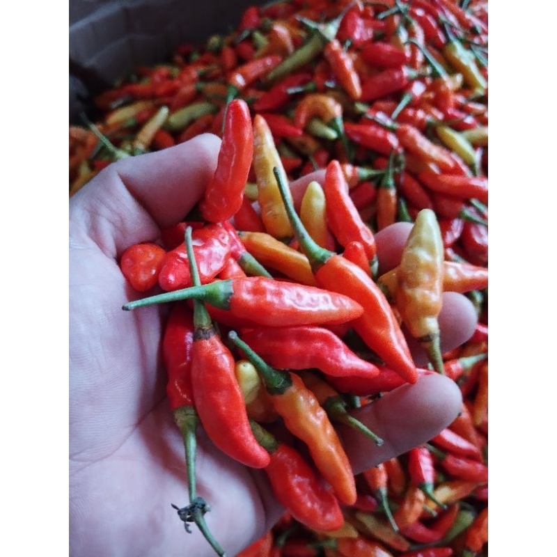 

cabe rawit merah ori