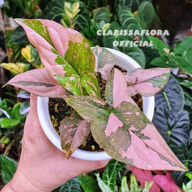 ( Bisa cod ) Tanaman hias syngonium splash / pohon syngonium splash