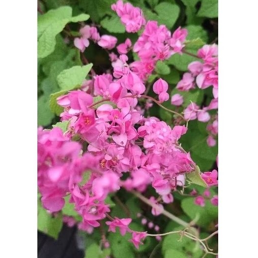 Bibit bunga Antigenon (AMP)