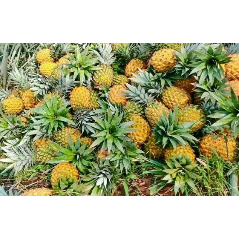 

nanas madu belik 1pcs grade P