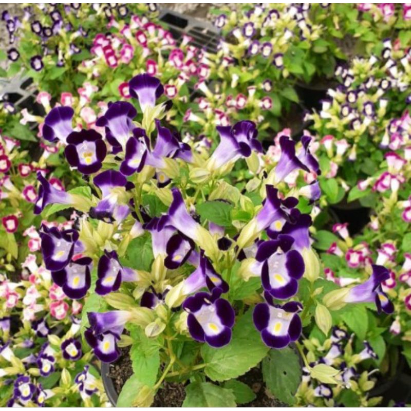 Tanaman hias torenia bunga ungu putih / Bunga mata kucing