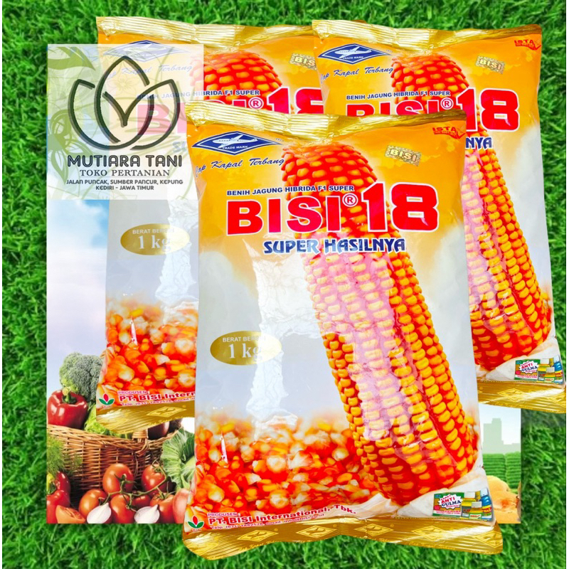 Benih Jagung Bobot Rendemen Tinggi Bisi 18 Jenis Jagung Hibrida Tua