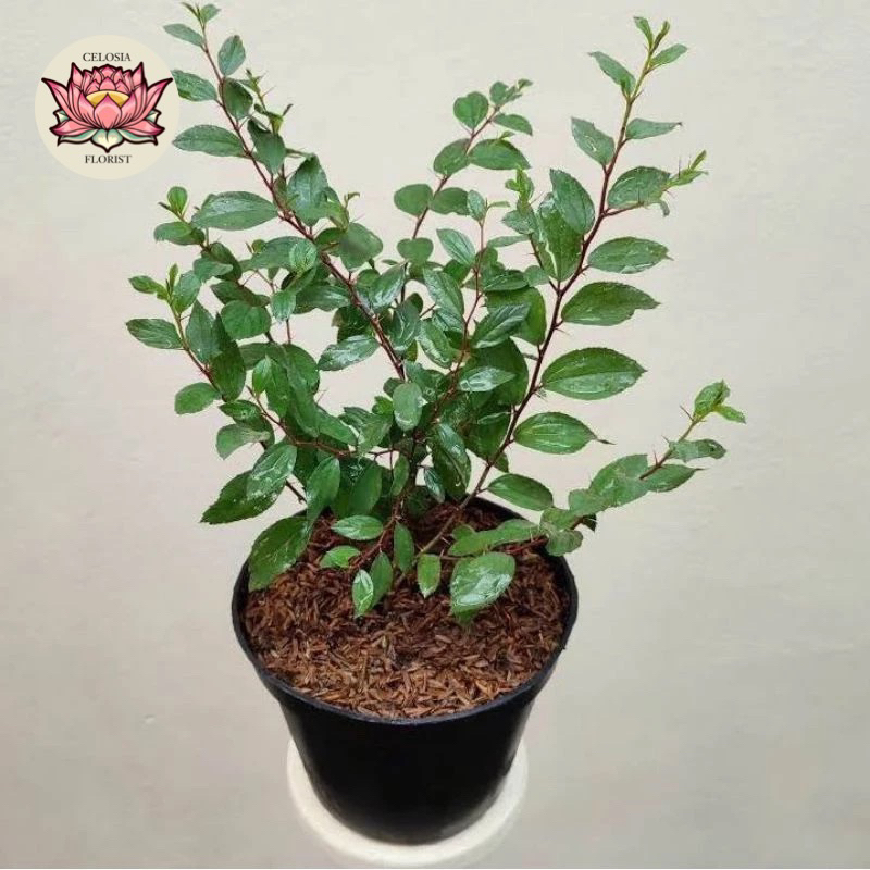 bidara pohon bidara herbal bidara berhasiat