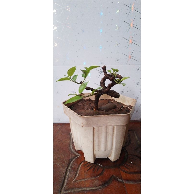 bahan bonsai mame beringin iprik