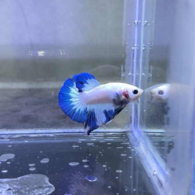 Plakat Blue Rim Top Grade