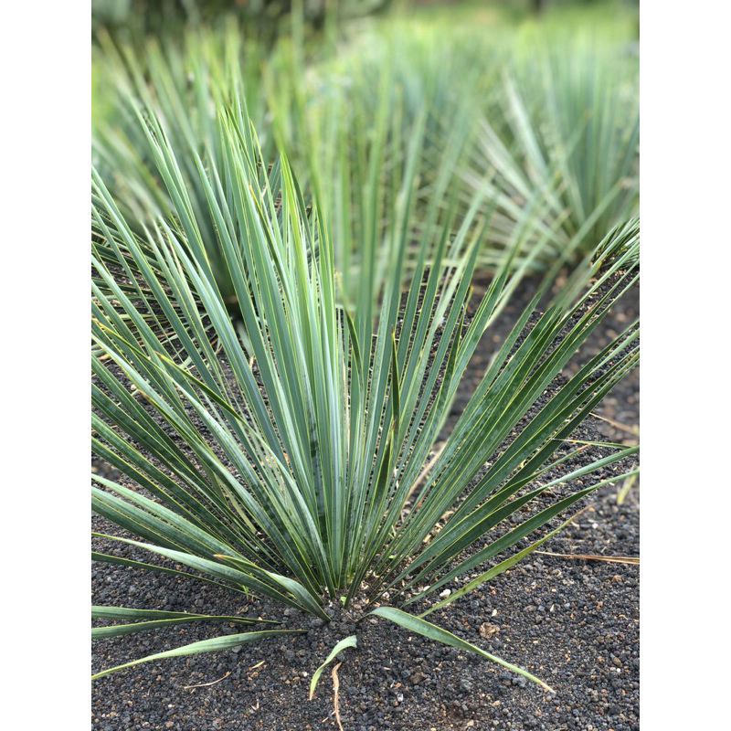 tanaman yucca rostrata
