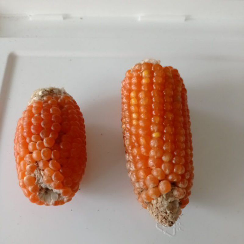 Gigitan Hamster Jagung Kering/ Dried Corn Mainan Hamster