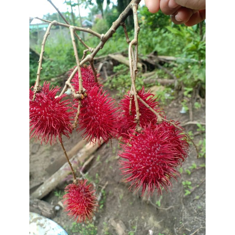

1 KG Buah Rambutan Aceh Parakan Manis Ngelotok