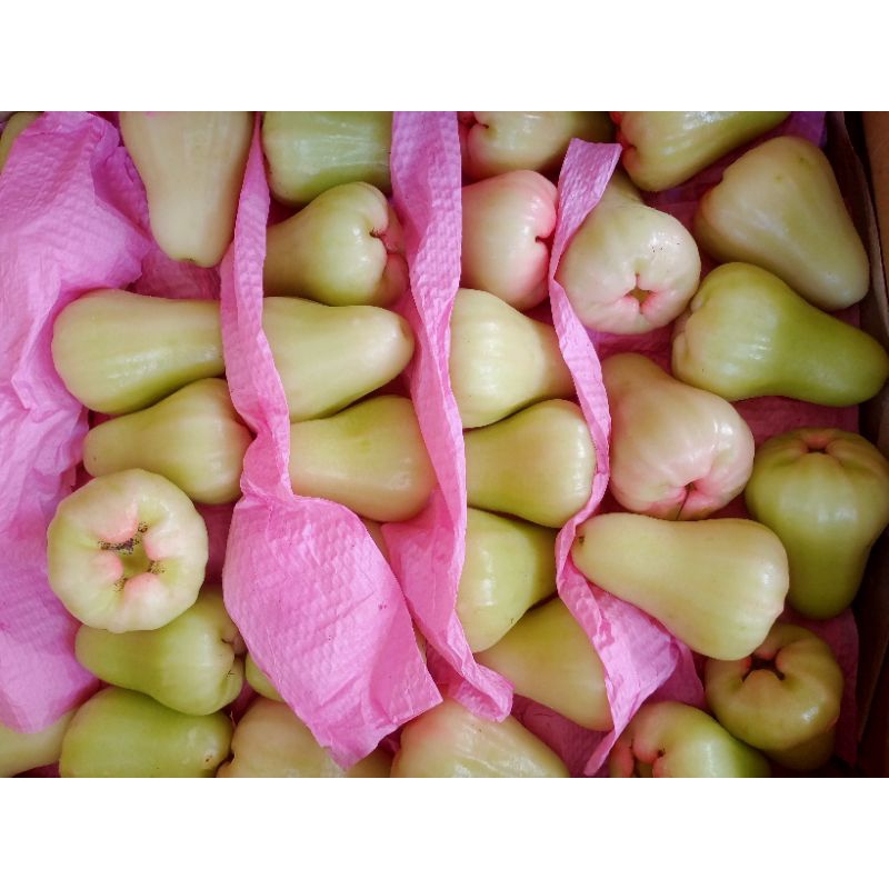 

Jambu Madu Deli
