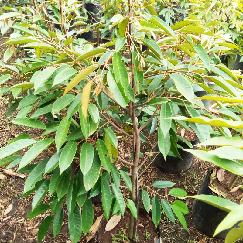 

durian pendek bonsai