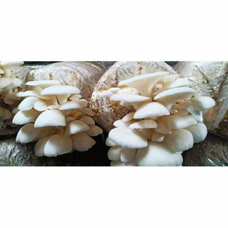 BAGLOG JAMUR TIRAM PUTIH SIAP PANEN