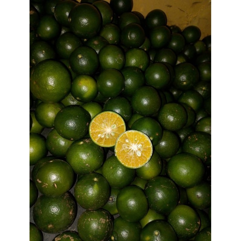 

Jeruk peras fres 1 kg banyak air langsung dari kebun petani