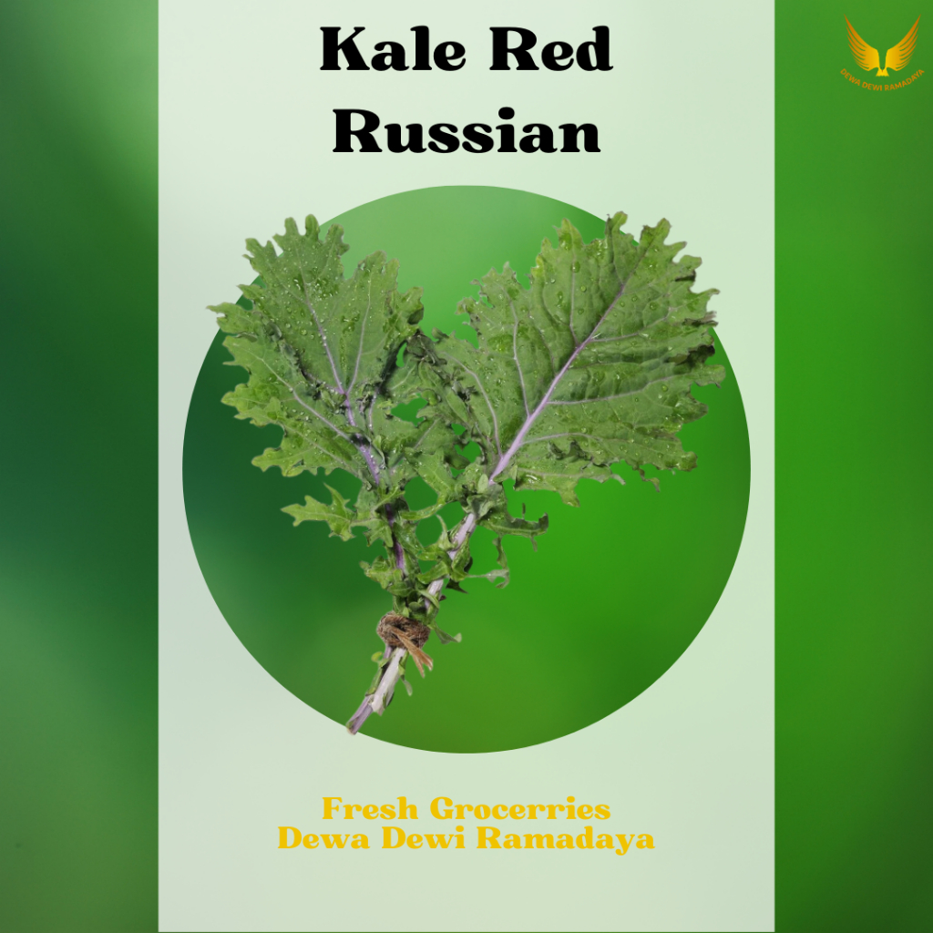 

Kale Red Russian Organik Dewa Dewi Rama Daya