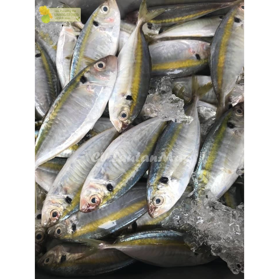 

Ikan Selar Kuning Segar Ikan Selar Kuning 1Kg