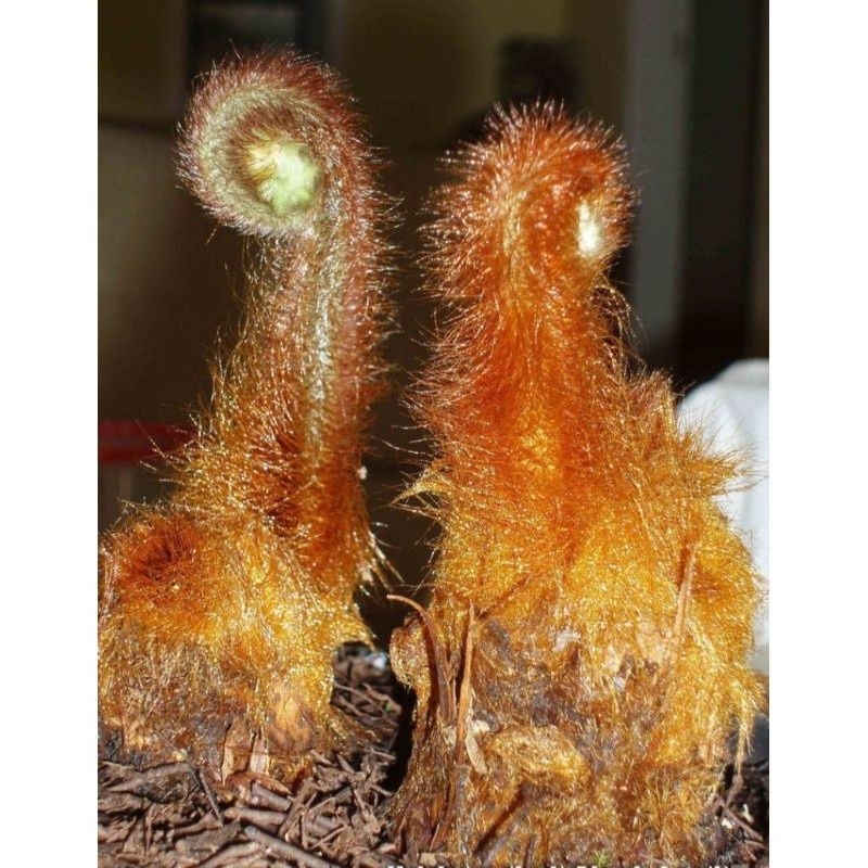 

Pakis paku pakis haji bulu putih merah mini tinggi kisaran 40-50 cm