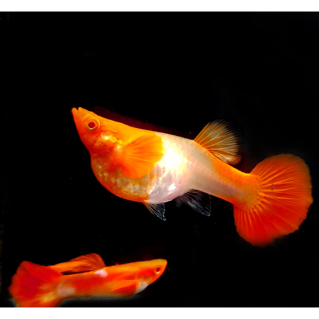 Albino Koi Red Ear